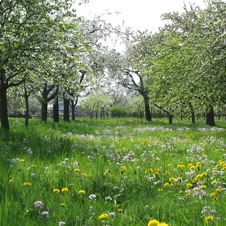 Einzimmerwohnung Mit Parkplatz Ohne Kueche Bischweier